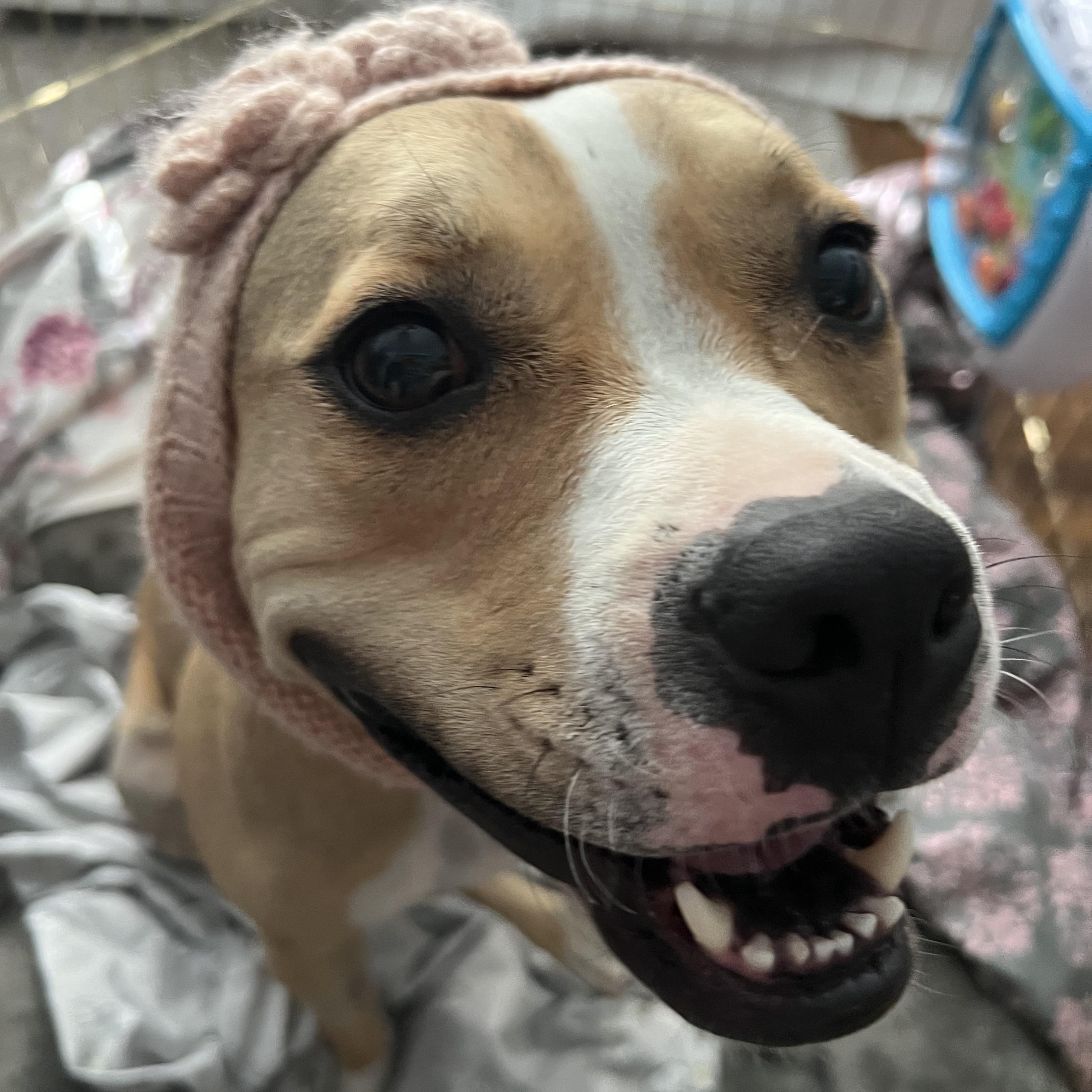 Enlarge Tink, a Adoptable mixed breed in Whittier, CA image 4/5