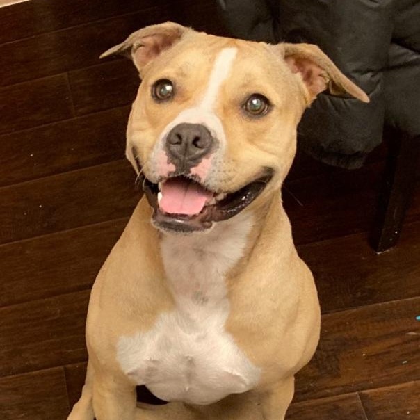 Enlarge Tink, a Adoptable mixed breed in Whittier, CA image 5/5