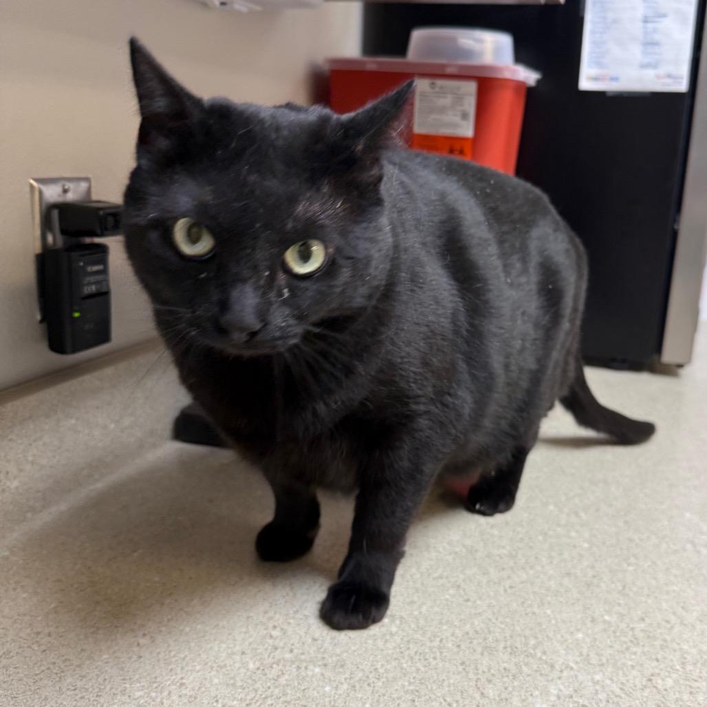 Winter, Adoptable, Adult Female Domestic Short Hair.