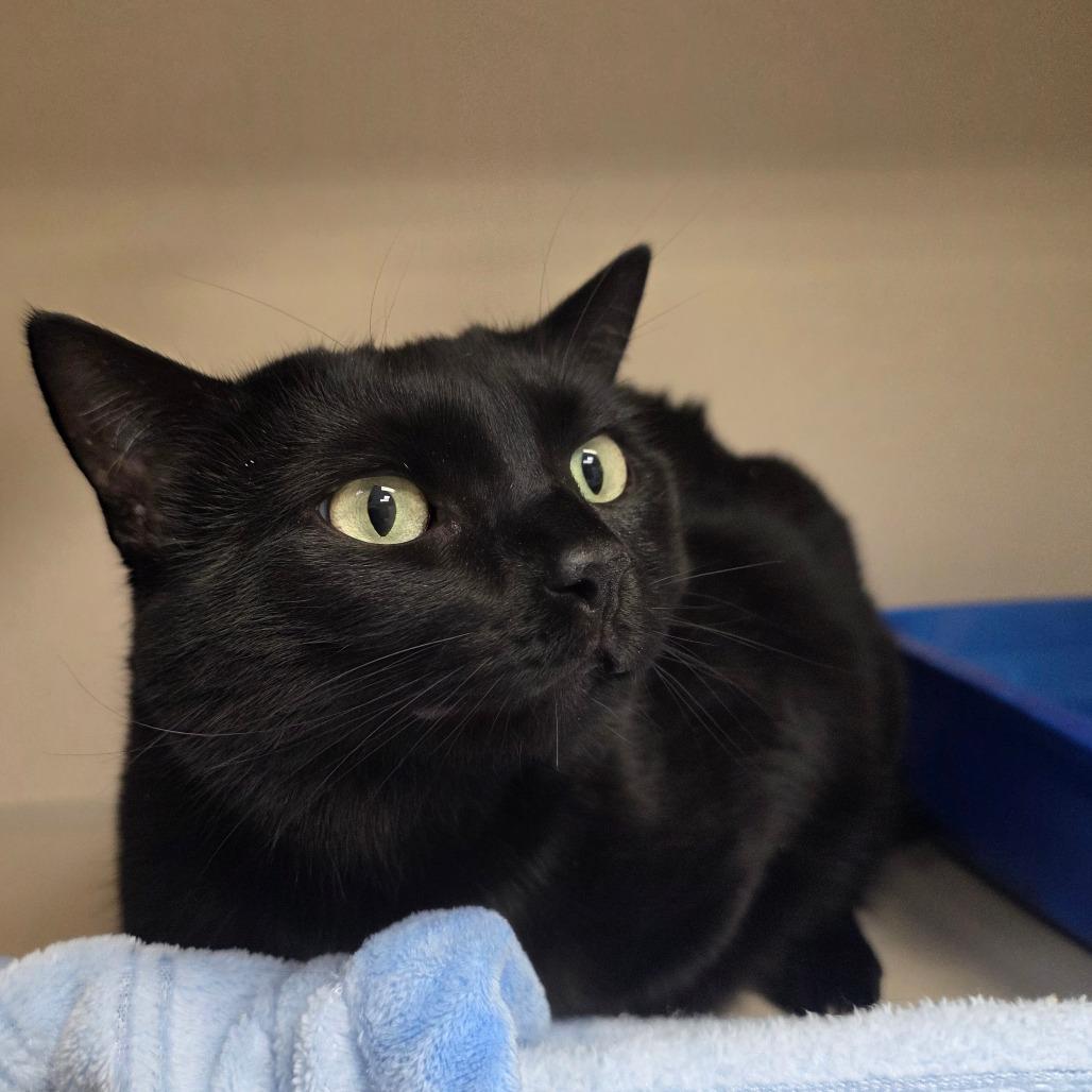Enlarge Winter, a Adoptable Domestic Short Hair in Great Falls, MT image 2/3