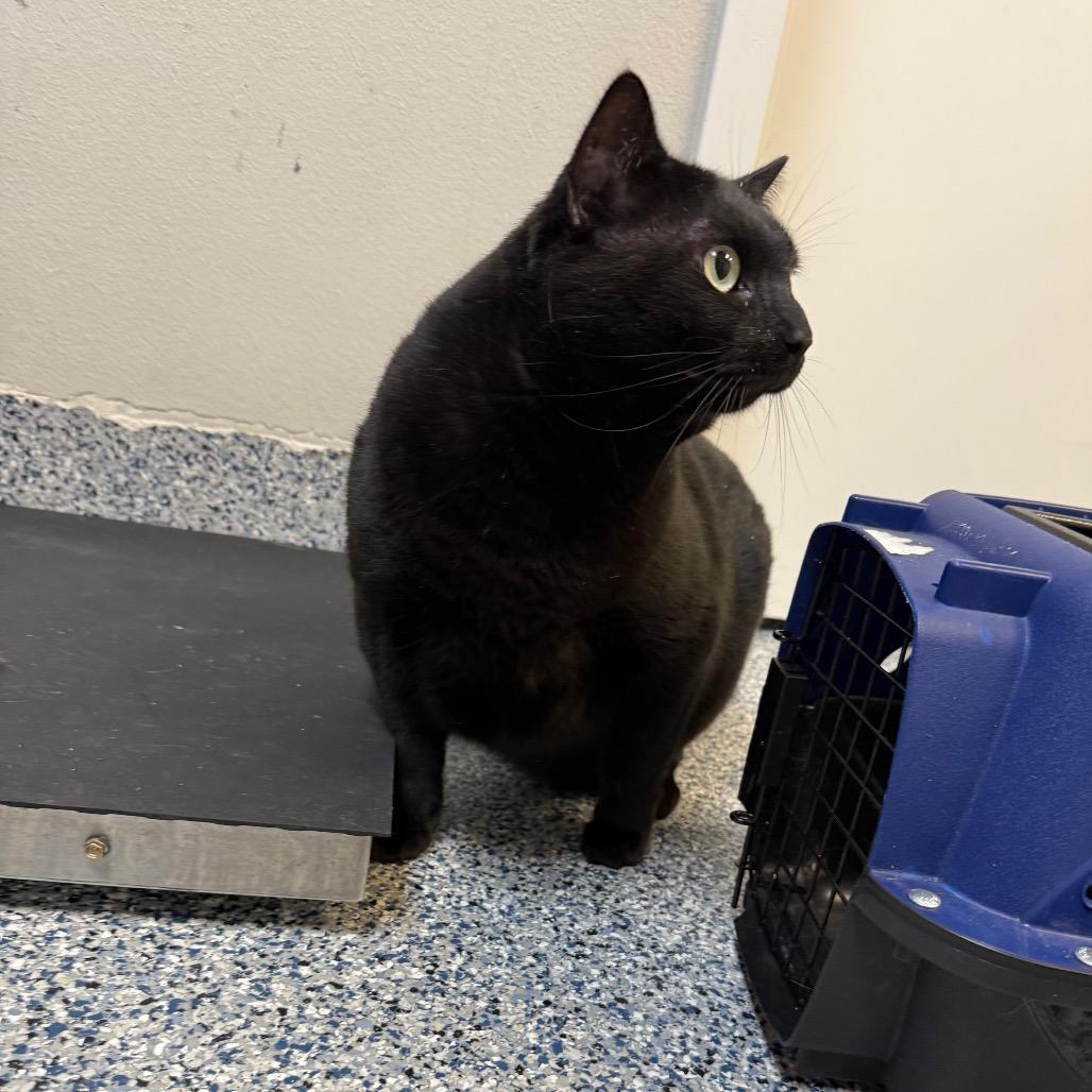 Enlarge Winter, a Adoptable Domestic Short Hair in Great Falls, MT image 3/3