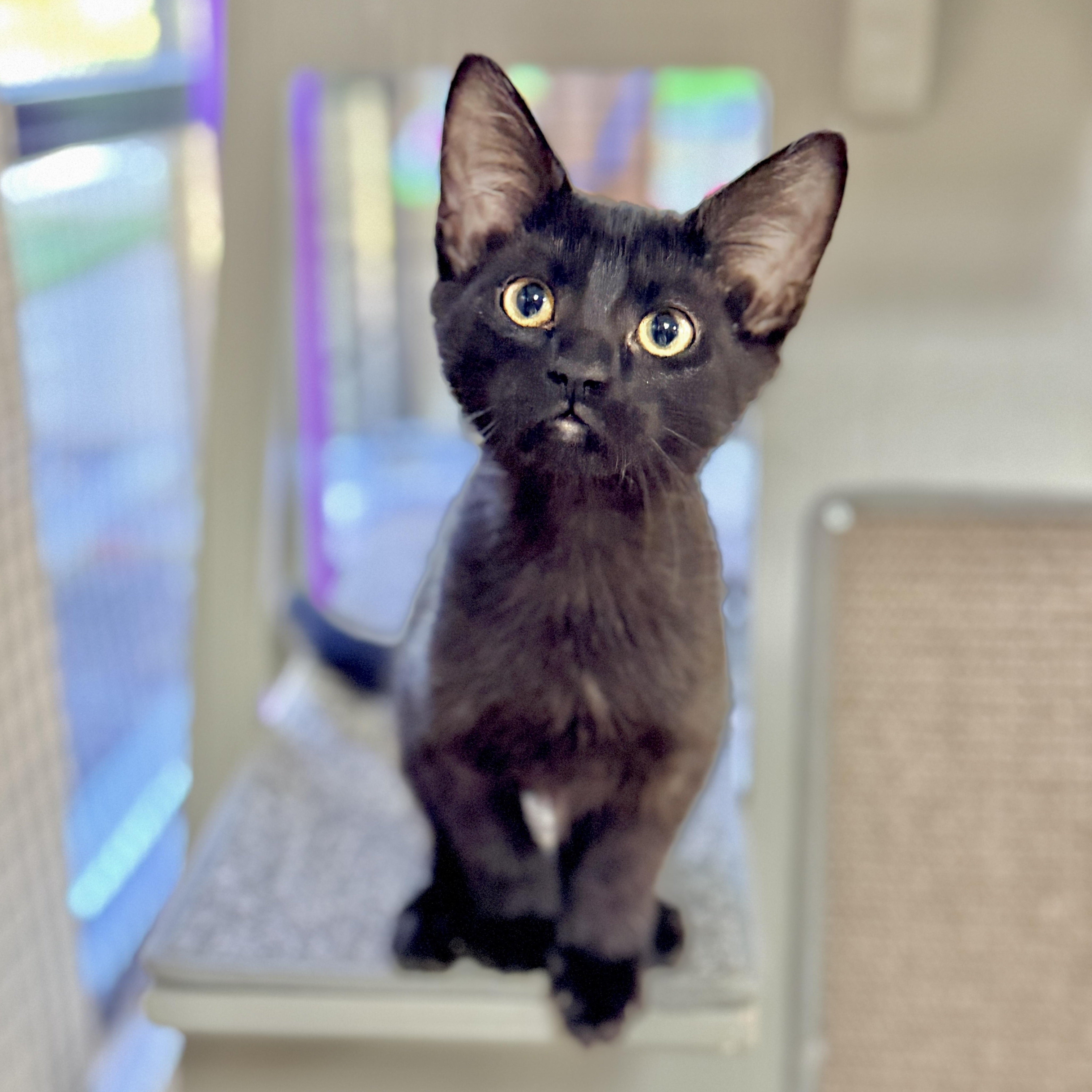 Enlarge Rutina, a Adoptable Domestic Short Hair in Collierville, TN image 2/5