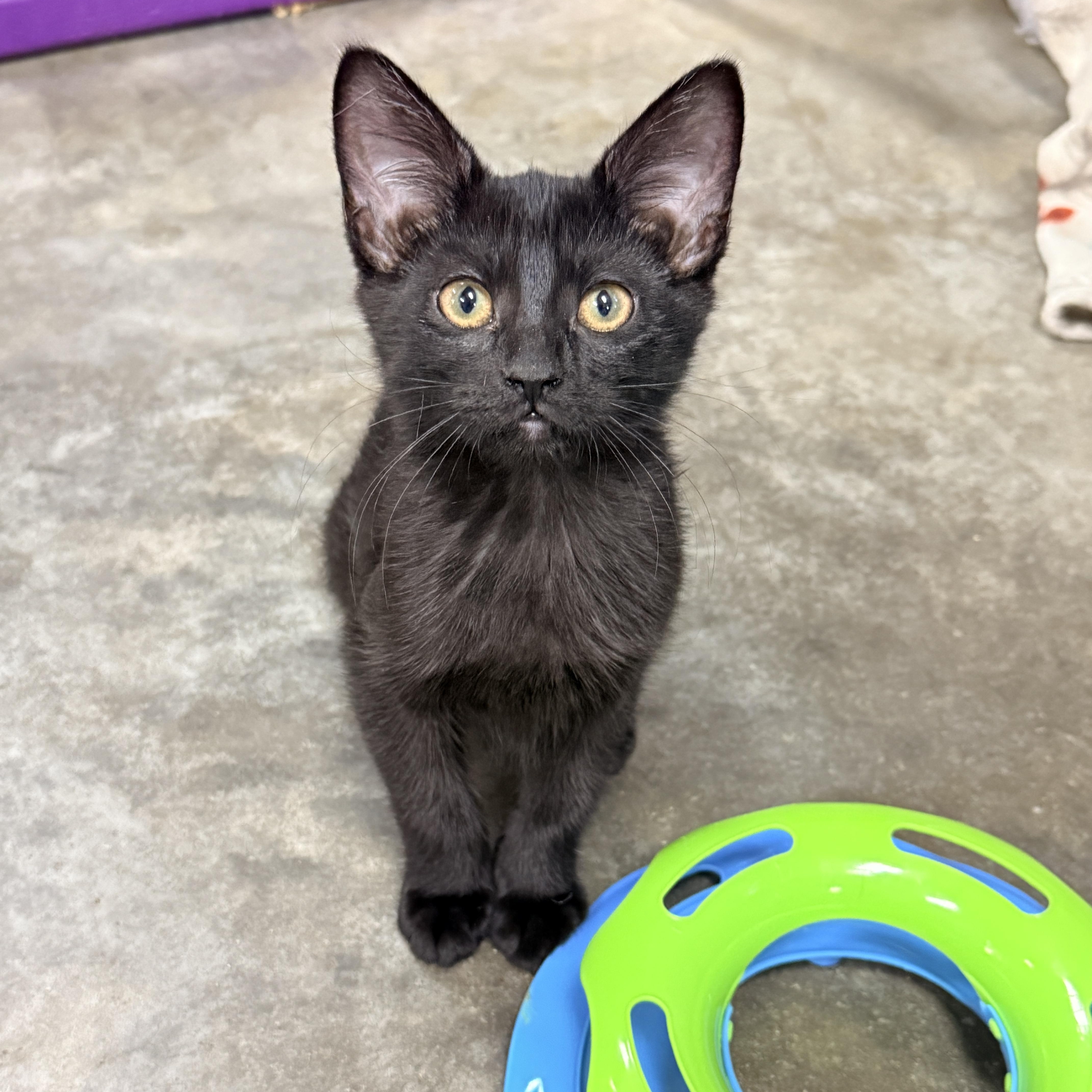 Enlarge Rutina, a Adoptable Domestic Short Hair in Collierville, TN image 5/5