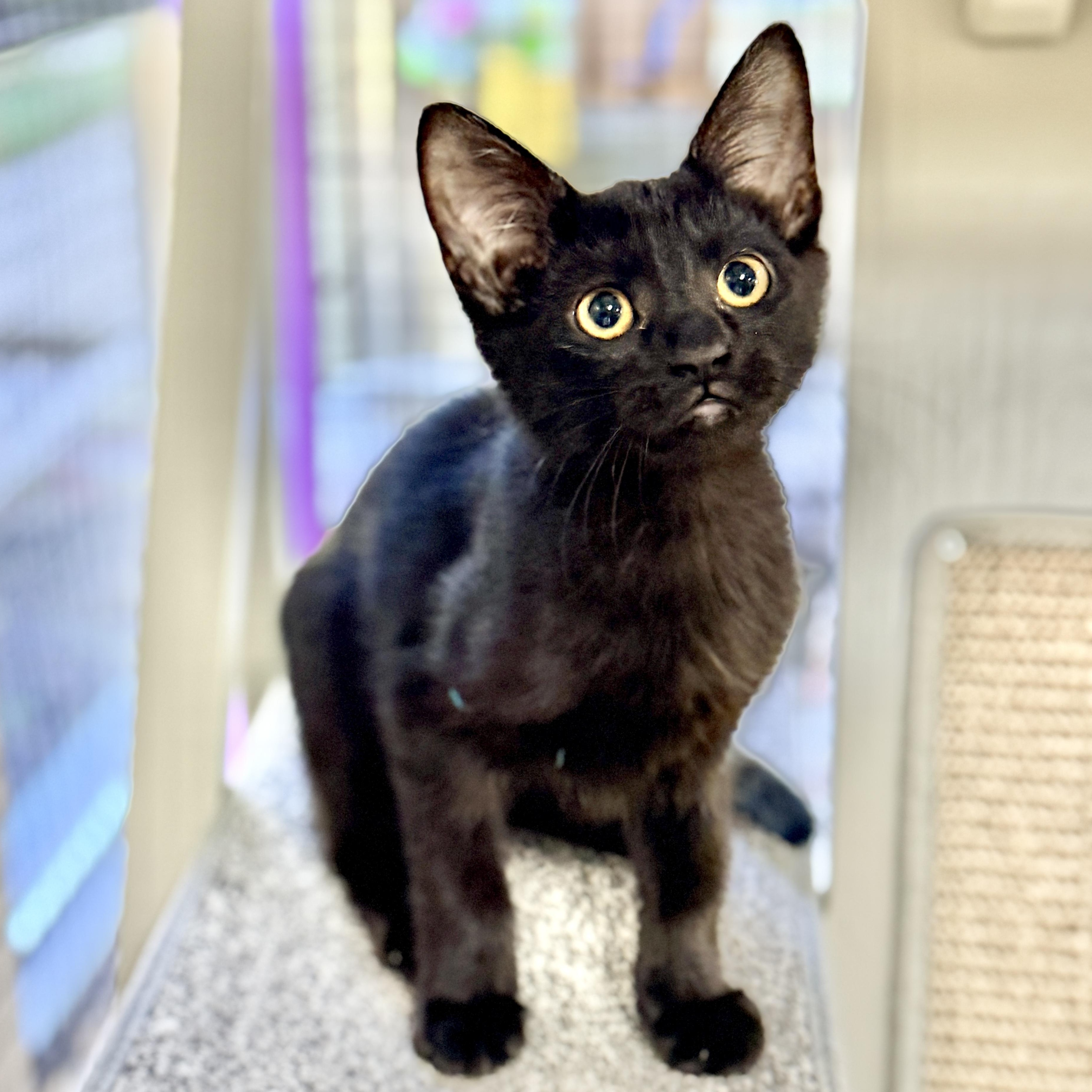 Enlarge Rutina, a Adoptable Domestic Short Hair in Collierville, TN image 3/5