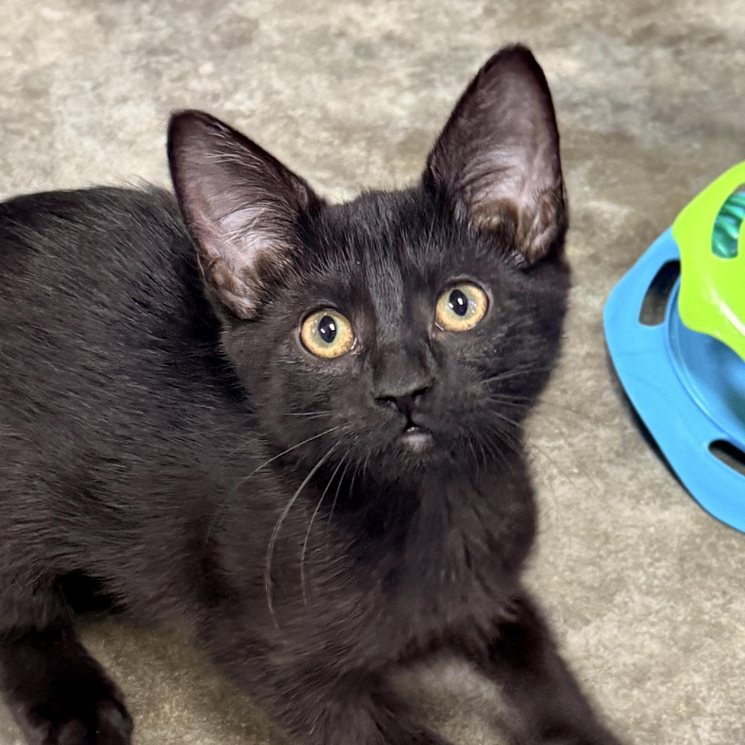 Enlarge Rutina, a Adoptable Domestic Short Hair in Collierville, TN image 1/5
