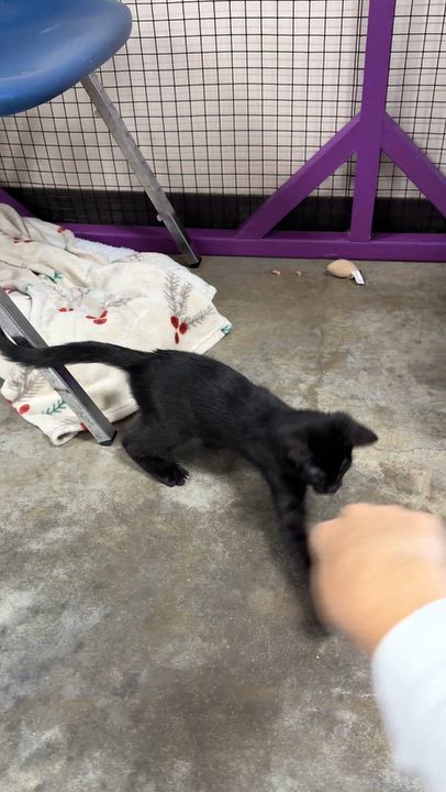 Enlarge Rutina, a Adoptable Domestic Short Hair in Collierville, TN video 4/5