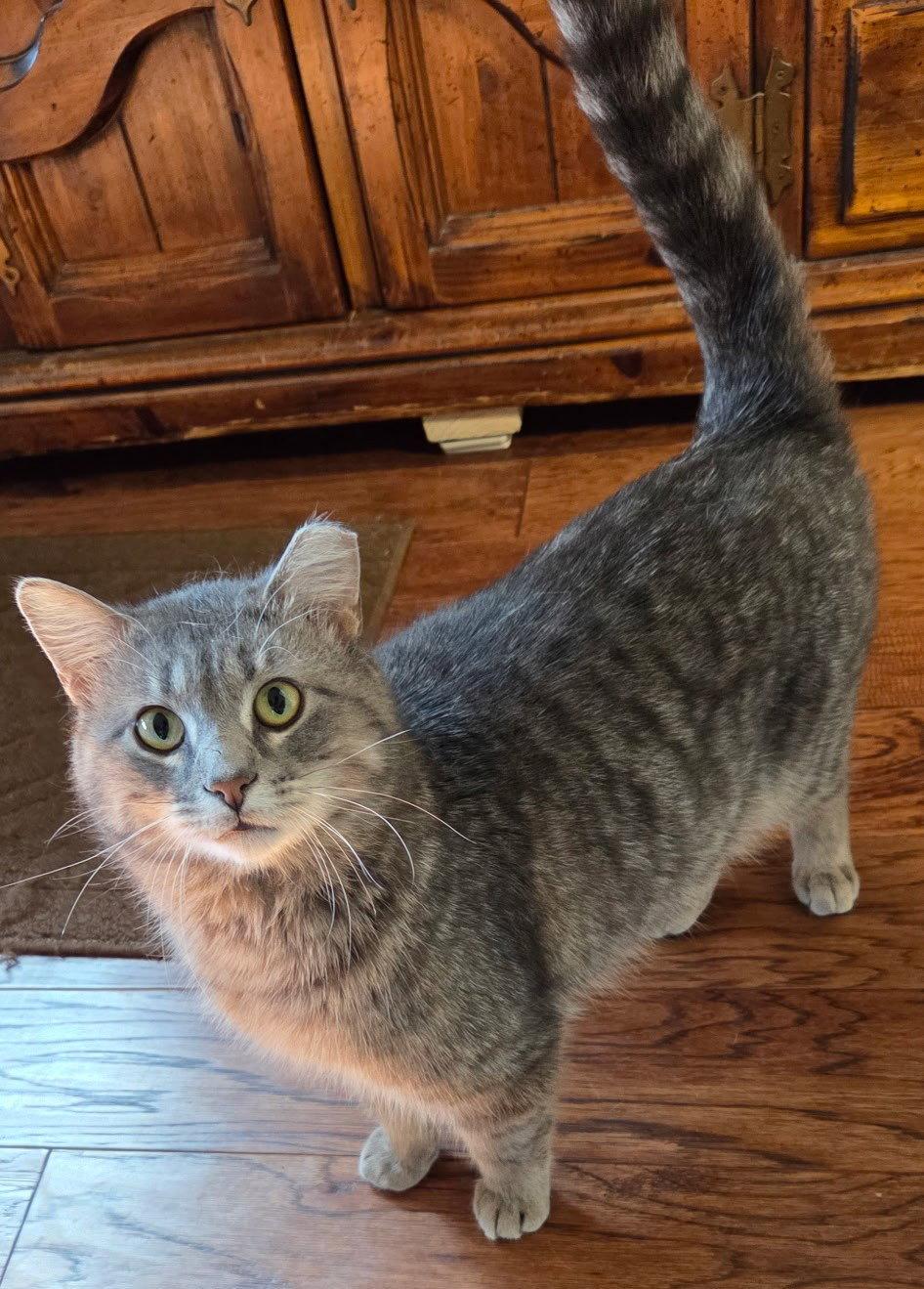 Ace, Adoptable, Adult Male Domestic Short Hair & Tabby.