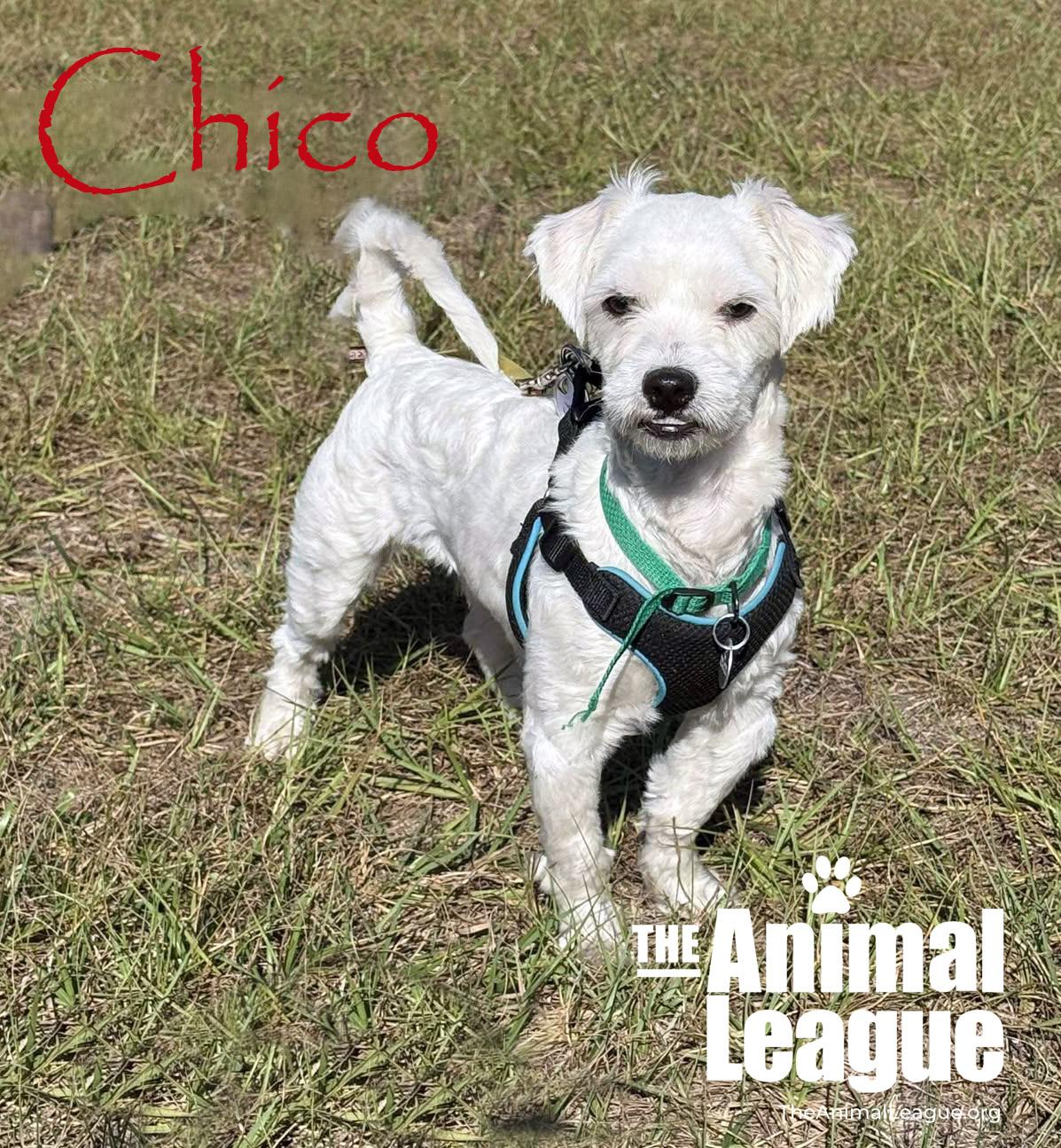 Enlarge Chico, an adopted mixed breed in Groveland, FL image 3/4