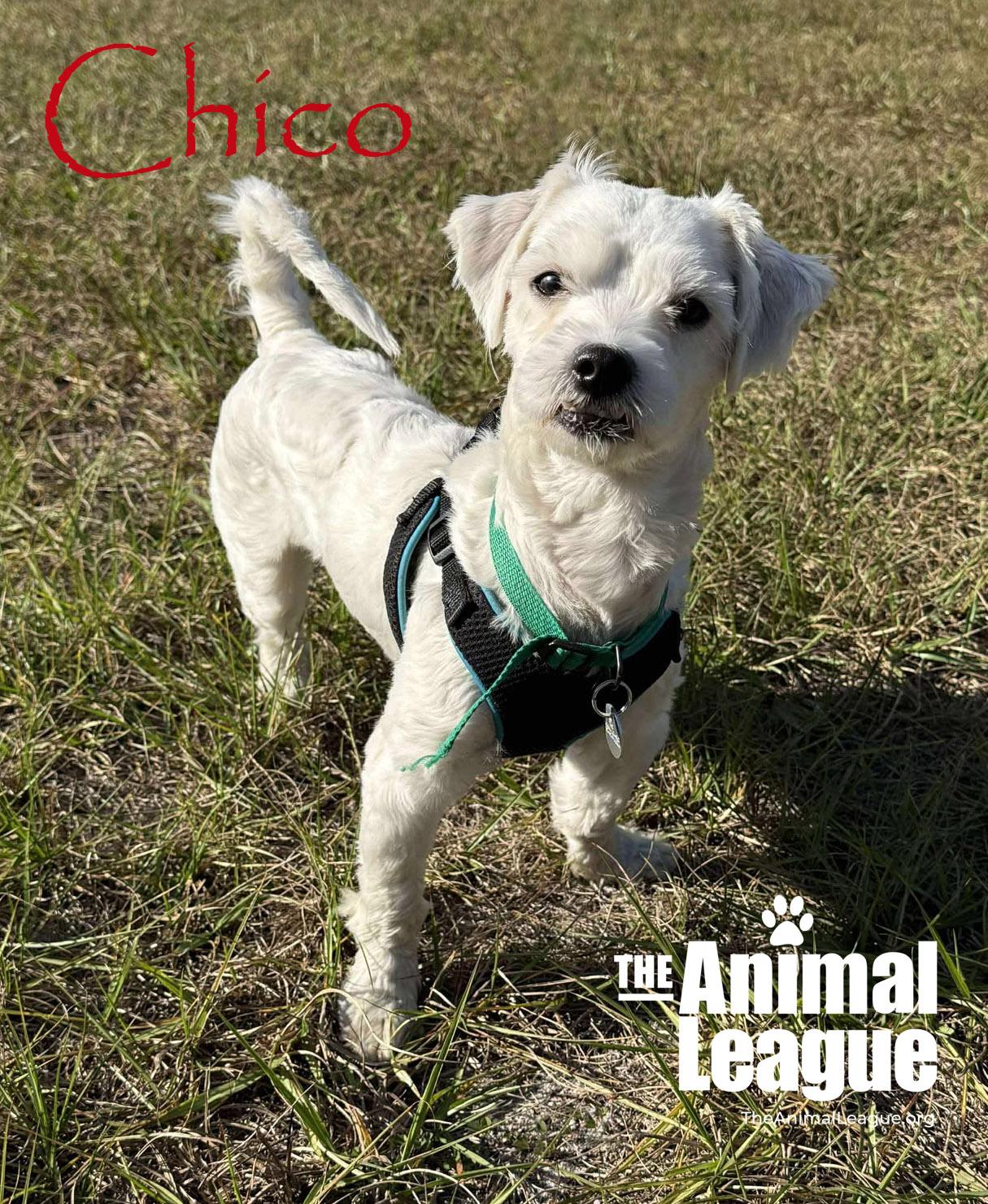 Enlarge Chico, an adopted mixed breed in Groveland, FL image 4/4
