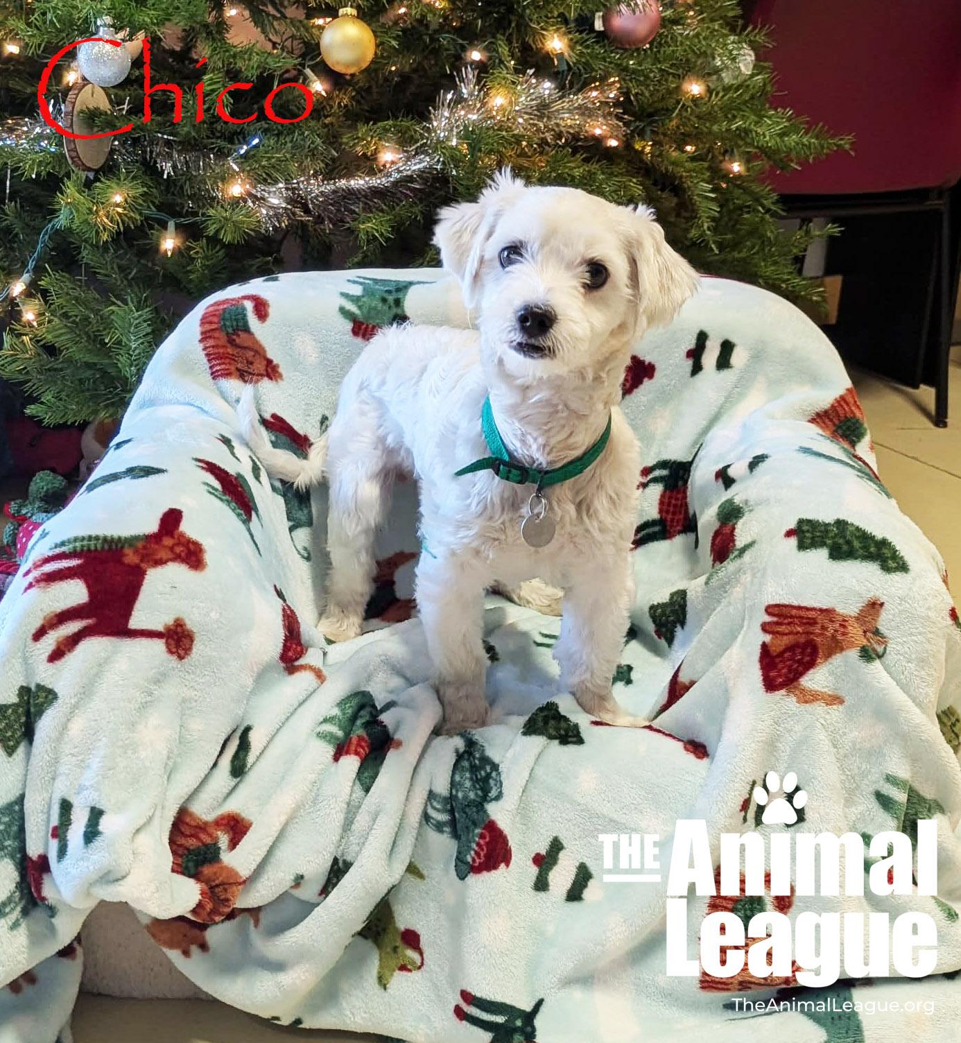 Enlarge Chico, an adopted mixed breed in Groveland, FL image 2/4