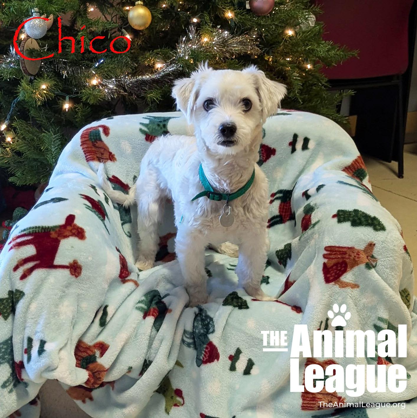 Enlarge Chico, an adopted mixed breed in Groveland, FL image 1/4