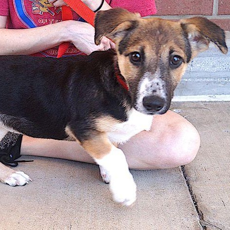 Ada, ADOPTABLE, Young Female Shepherd.