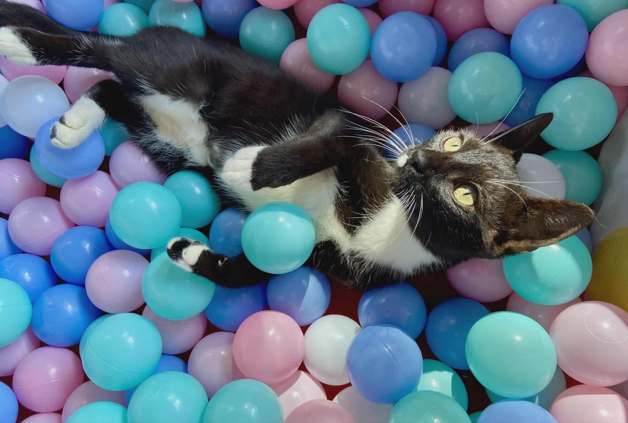 Enlarge Fester, a Adoptable mixed breed in Lakeland, FL image 2/4