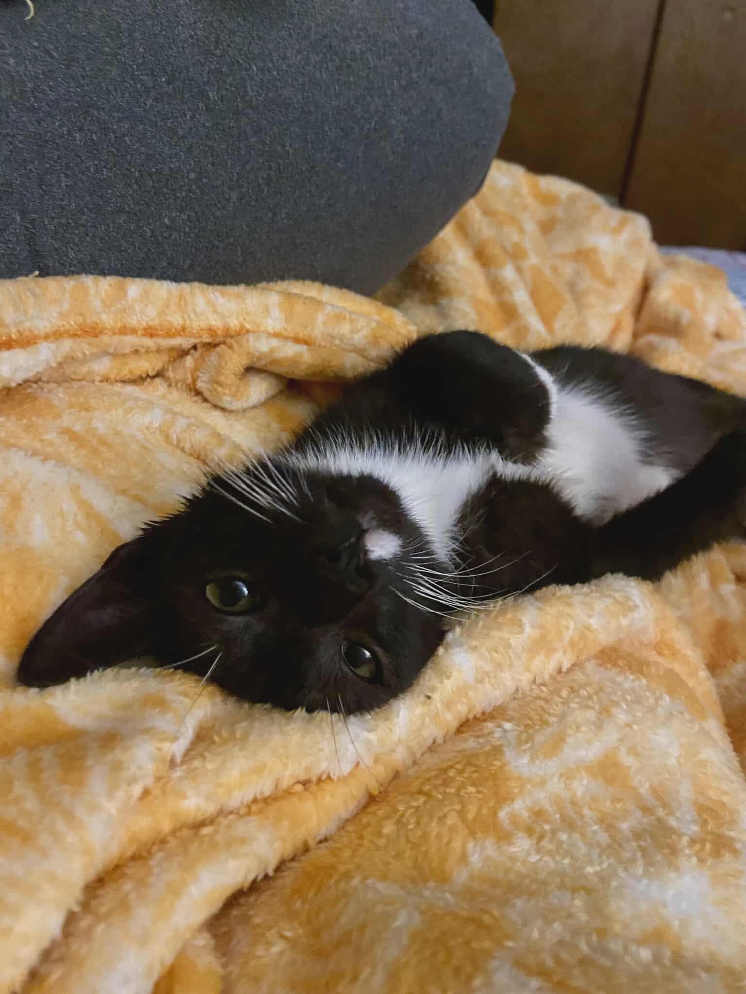 Enlarge Fester, a Adoptable mixed breed in Lakeland, FL image 3/4