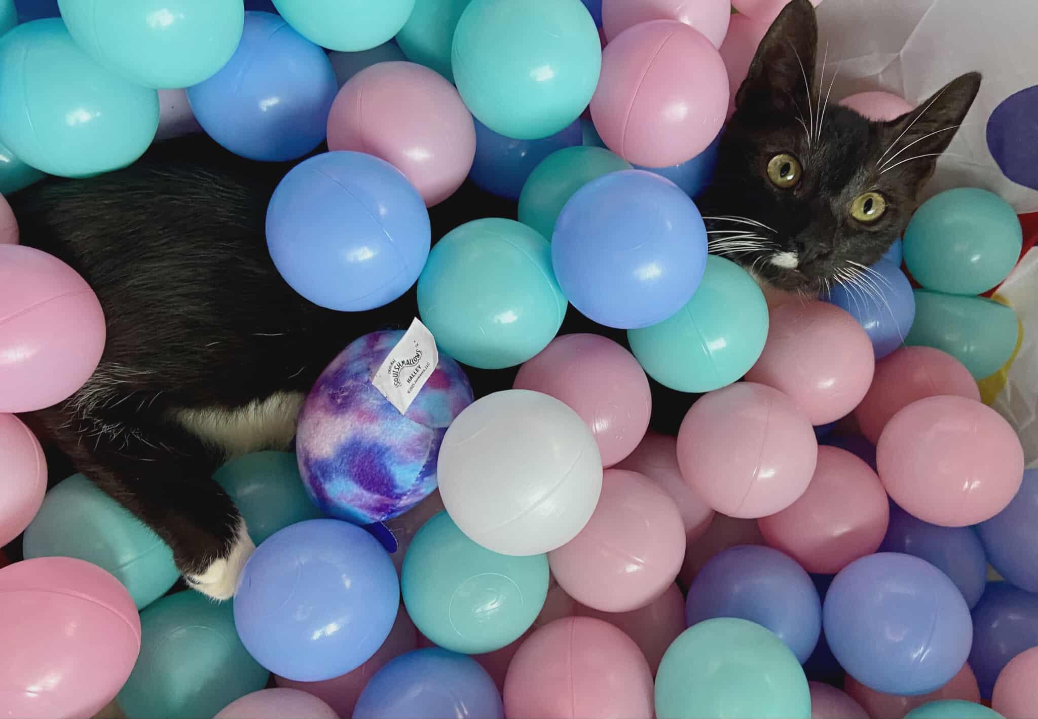 Enlarge Fester, a Adoptable mixed breed in Lakeland, FL image 4/4