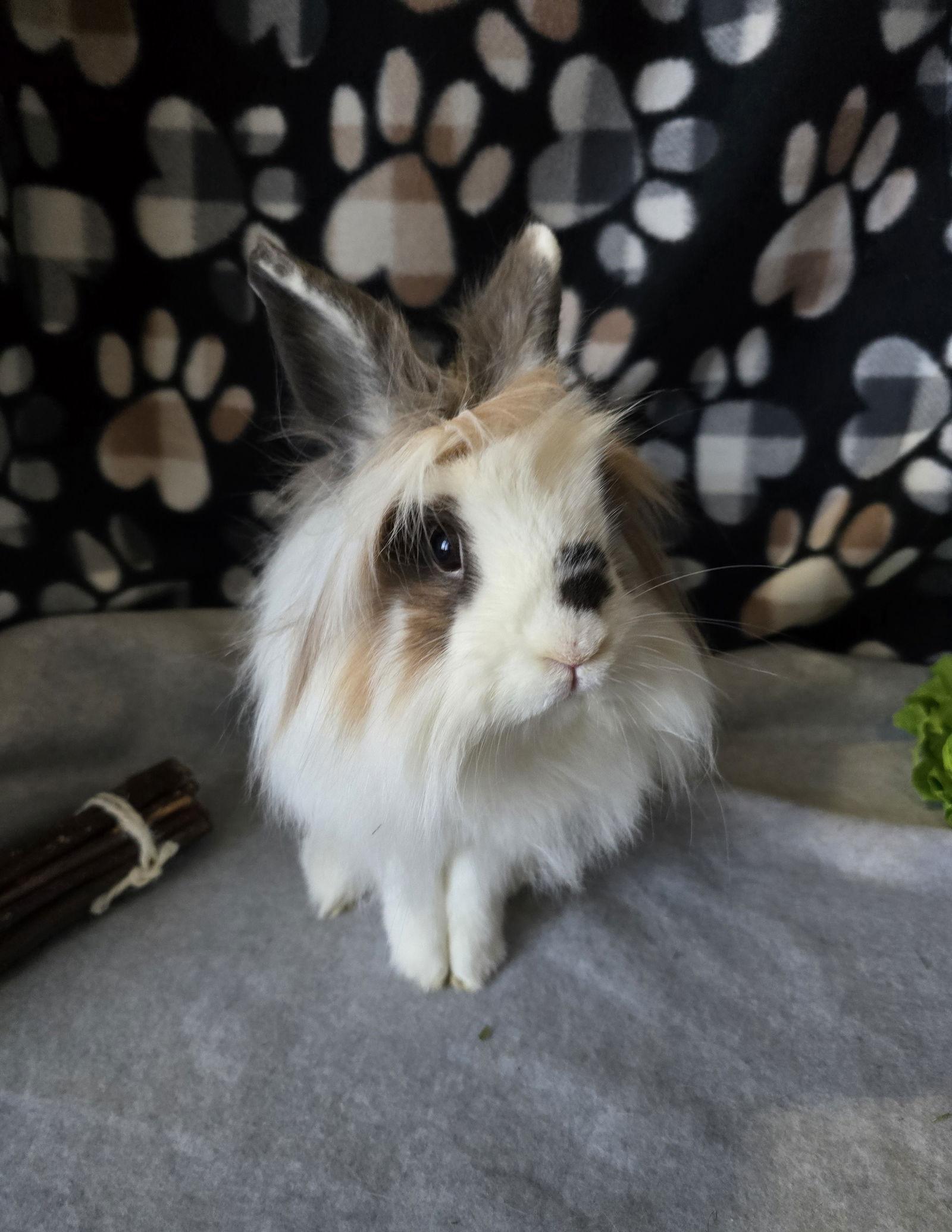 Enlarge Vale, a Adoptable Lionhead in Philadelphia, PA image 1/3