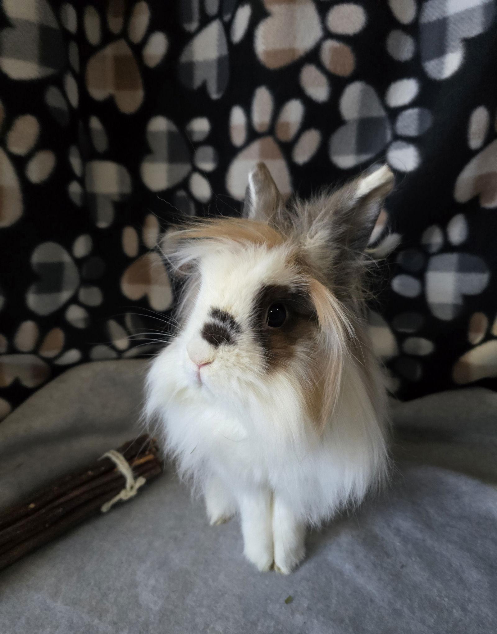 Enlarge Vale, a Adoptable Lionhead in Philadelphia, PA image 2/3