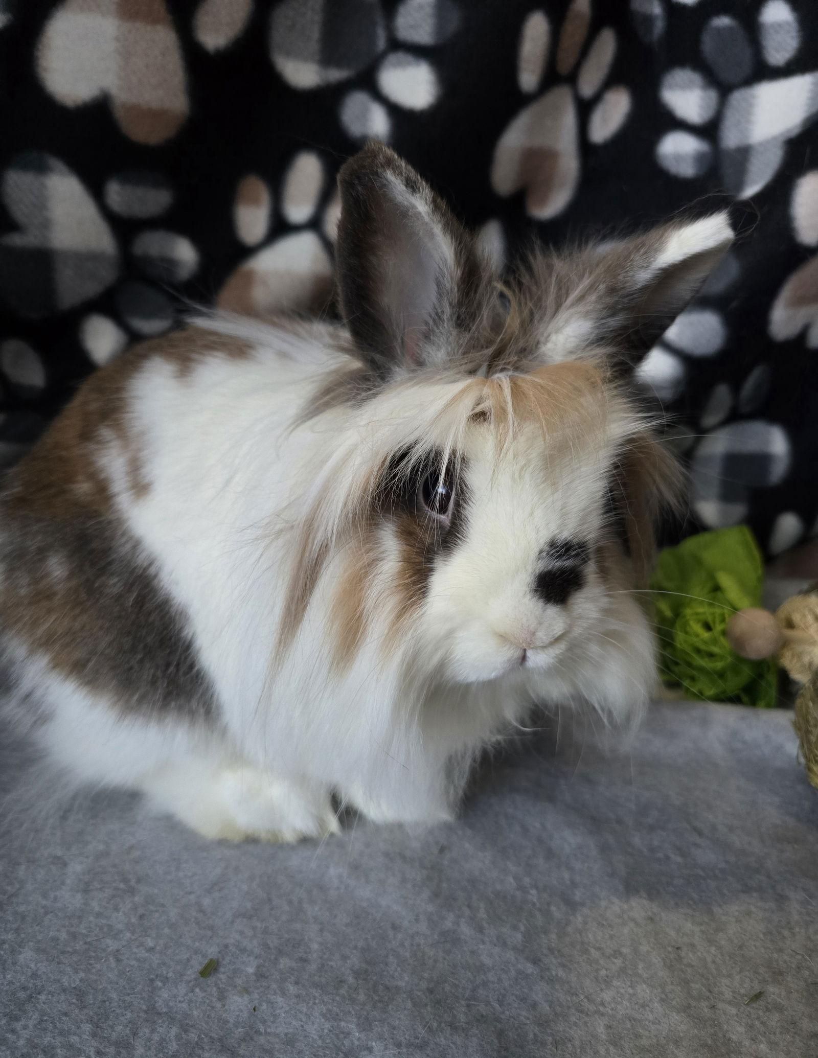 Enlarge Vale, a Adoptable Lionhead in Philadelphia, PA image 3/3