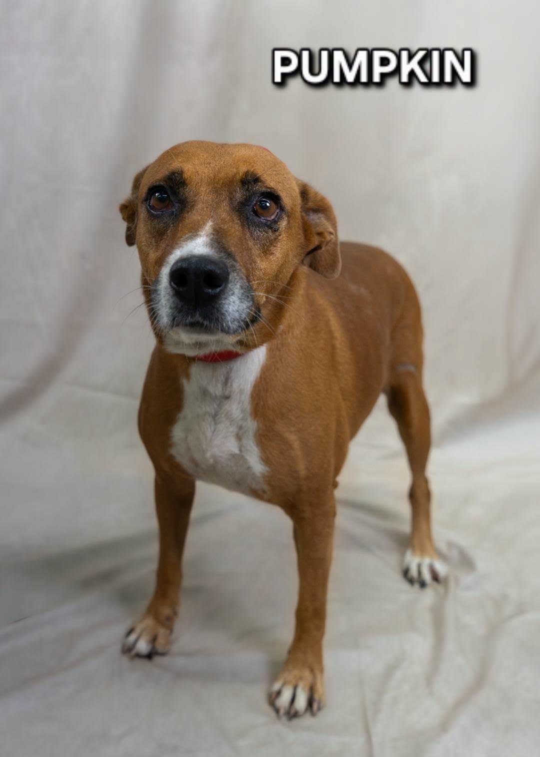 Pumpkin, Adoptable, Adult Female Mixed Breed.
