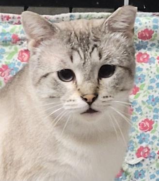 Enlarge Gandalf, a Adoptable mixed breed in Shawnee, KS image 1/2