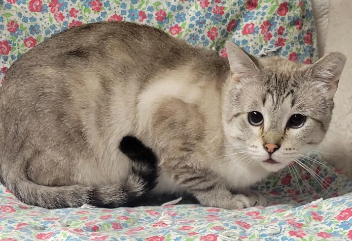 Enlarge Gandalf, a Adoptable mixed breed in Shawnee, KS image 2/2