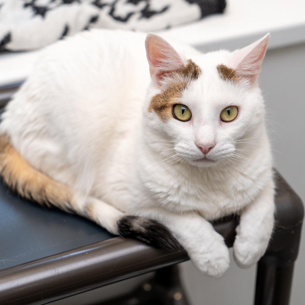 Enlarge Trinity, a Adoptable Domestic Short Hair in New York, NY image 1/3