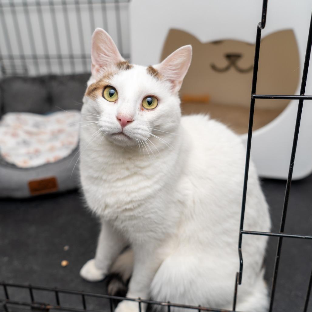 Trinity, a Adoptable Domestic Short Hair in New York, NY image 1/2