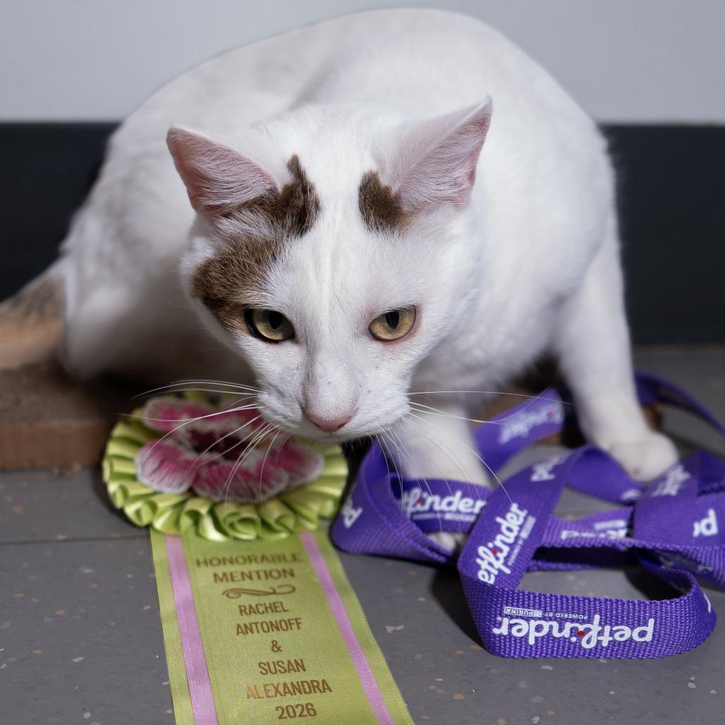 Enlarge Trinity, a Adoptable Domestic Short Hair in New York, NY image 3/4
