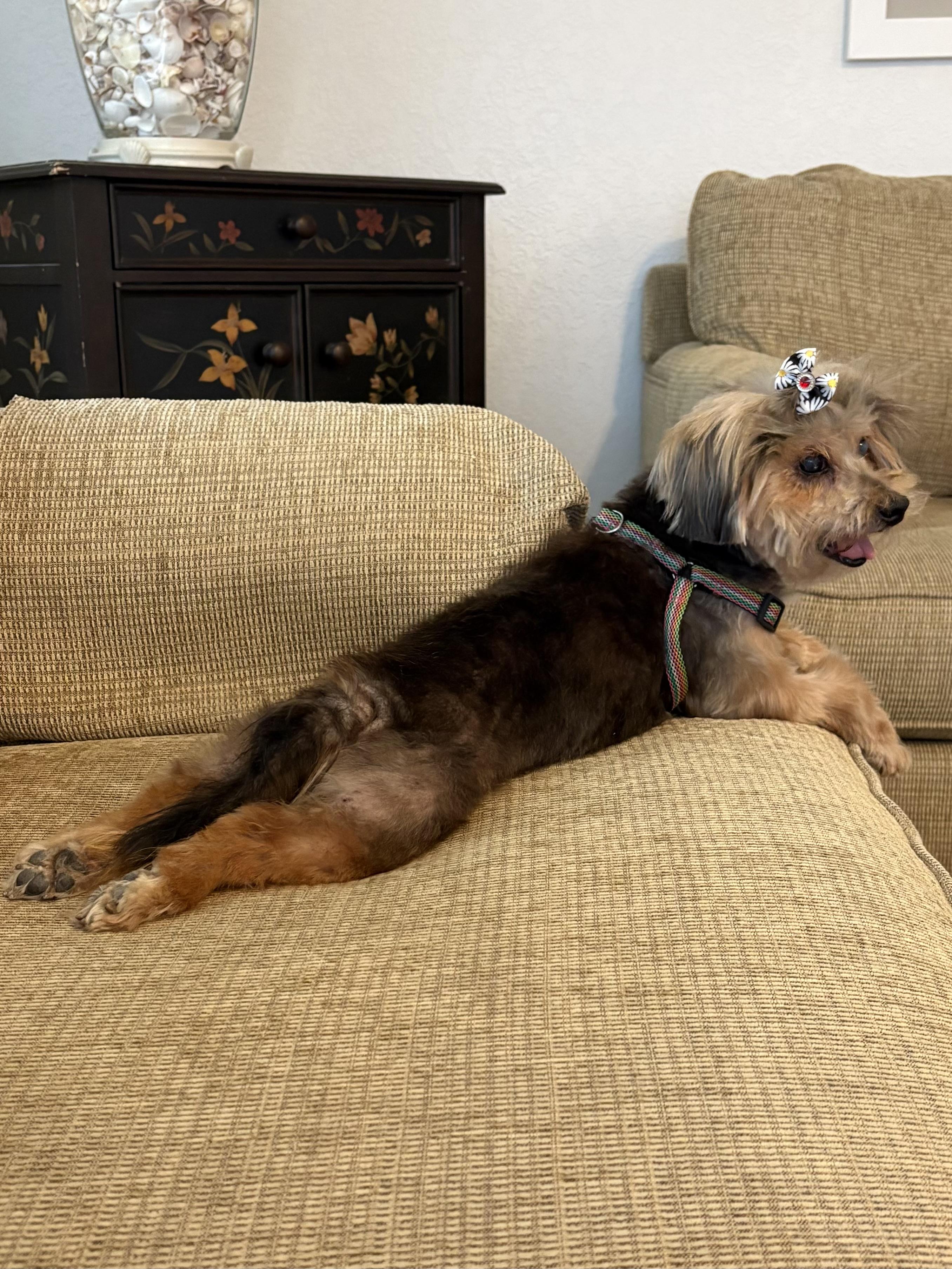Enlarge Cuddles, a Adoptable Yorkshire Terrier in Bradenton, FL image 6/6