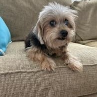 Cuddles, Adoptable, Adult Female Yorkshire Terrier.