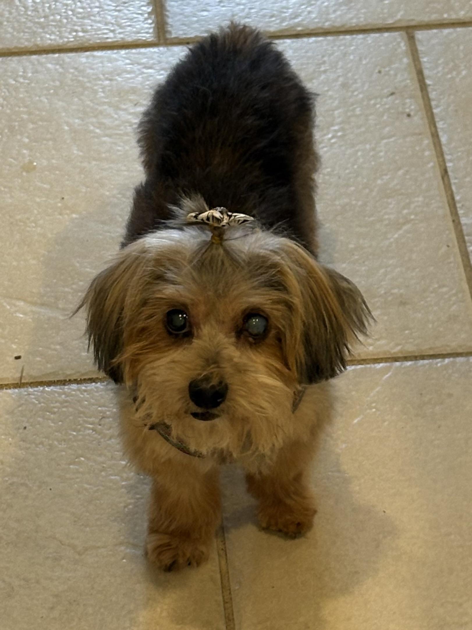 Enlarge Cuddles, a Adoptable Yorkshire Terrier in Bradenton, FL image 2/6