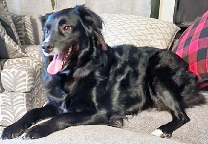 Enlarge Lovely Luna, an adopted Australian Shepherd in Poway, CA image 2/4
