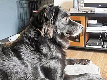 Enlarge Lovely Luna, an adopted Australian Shepherd in Poway, CA image 3/4