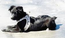 Enlarge Lovely Luna, an adopted Australian Shepherd in Poway, CA image 4/4