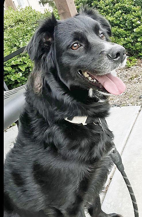 Enlarge Lovely Luna, an adopted Australian Shepherd in Poway, CA image 1/4