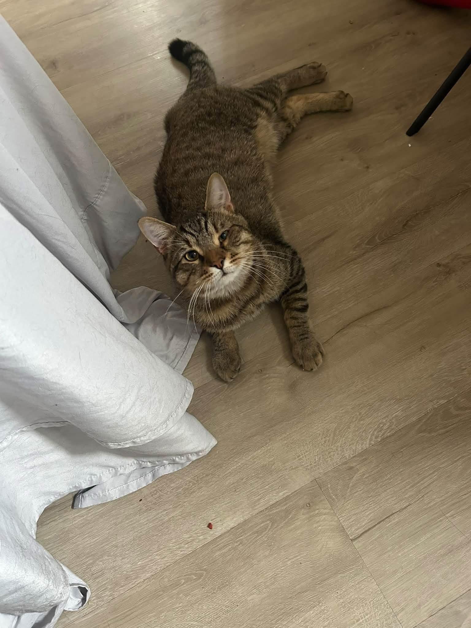 Rocky, Adoptable, Adult Male Domestic Short Hair.