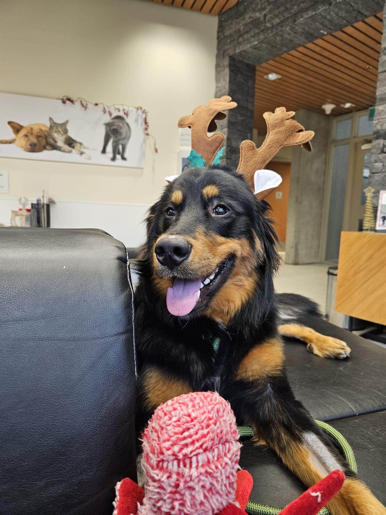 Charlie, an adopted mixed breed in North Vancouver, BC image 2/5
