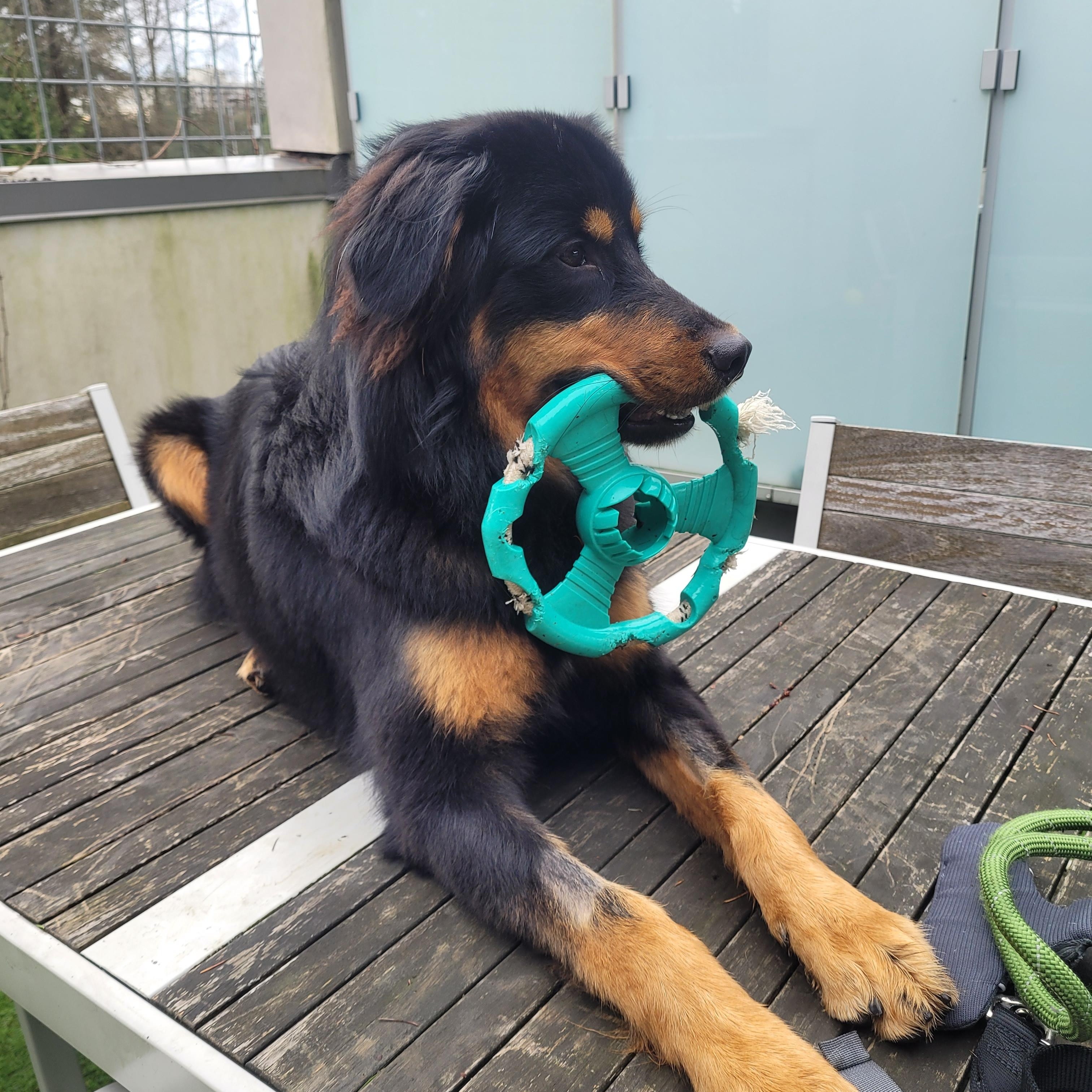 Charlie, adopted, Young Male Rottweiler & Golden Retriever.