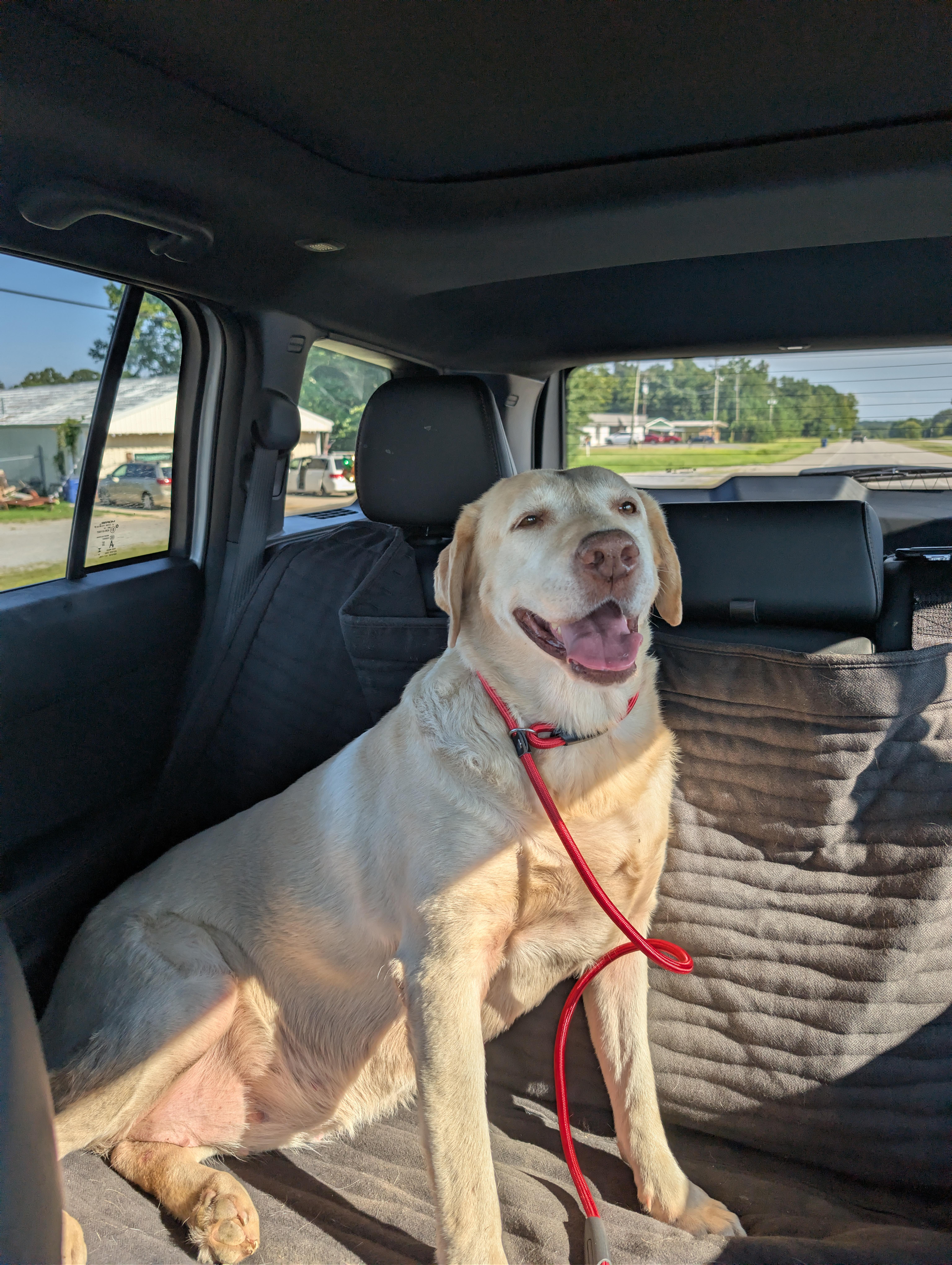 Sally, ADOPTABLE, Adult Female Yellow Labrador Retriever.