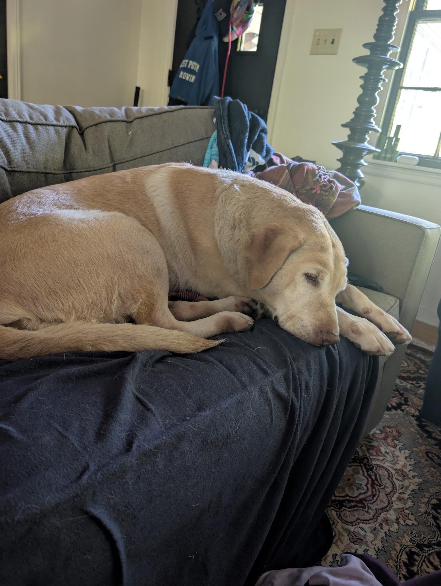 Enlarge Sally, a ADOPTABLE Yellow Labrador Retriever in Grant, AL image 2/5