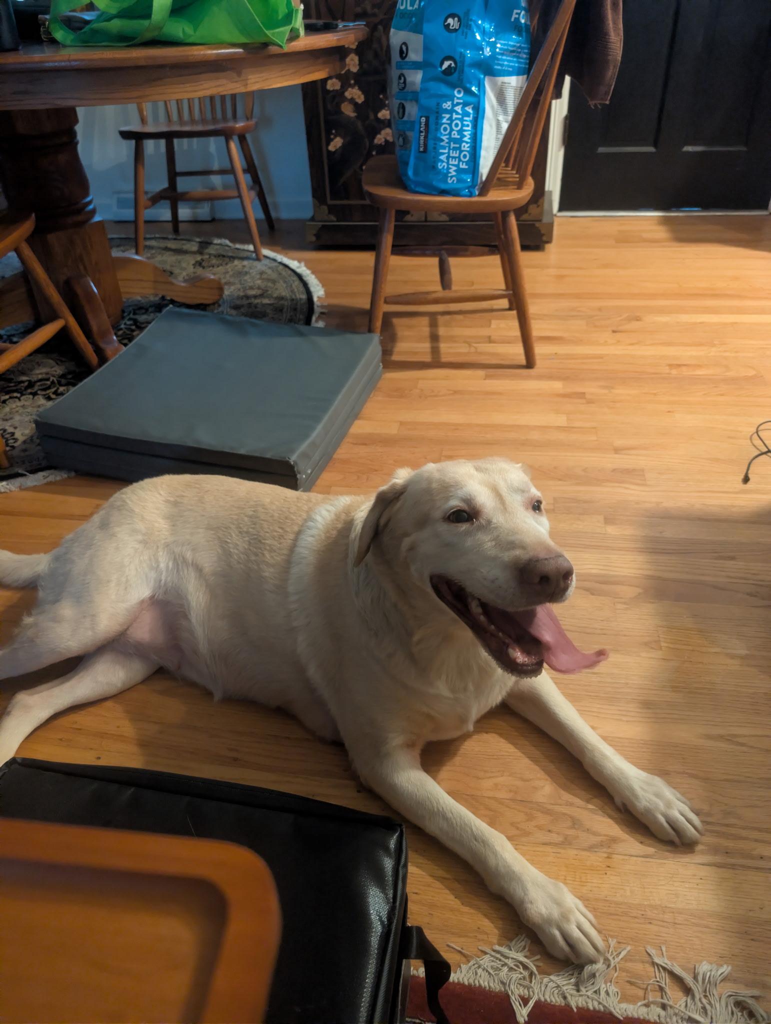 Enlarge Sally, a ADOPTABLE Yellow Labrador Retriever in Grant, AL image 3/5