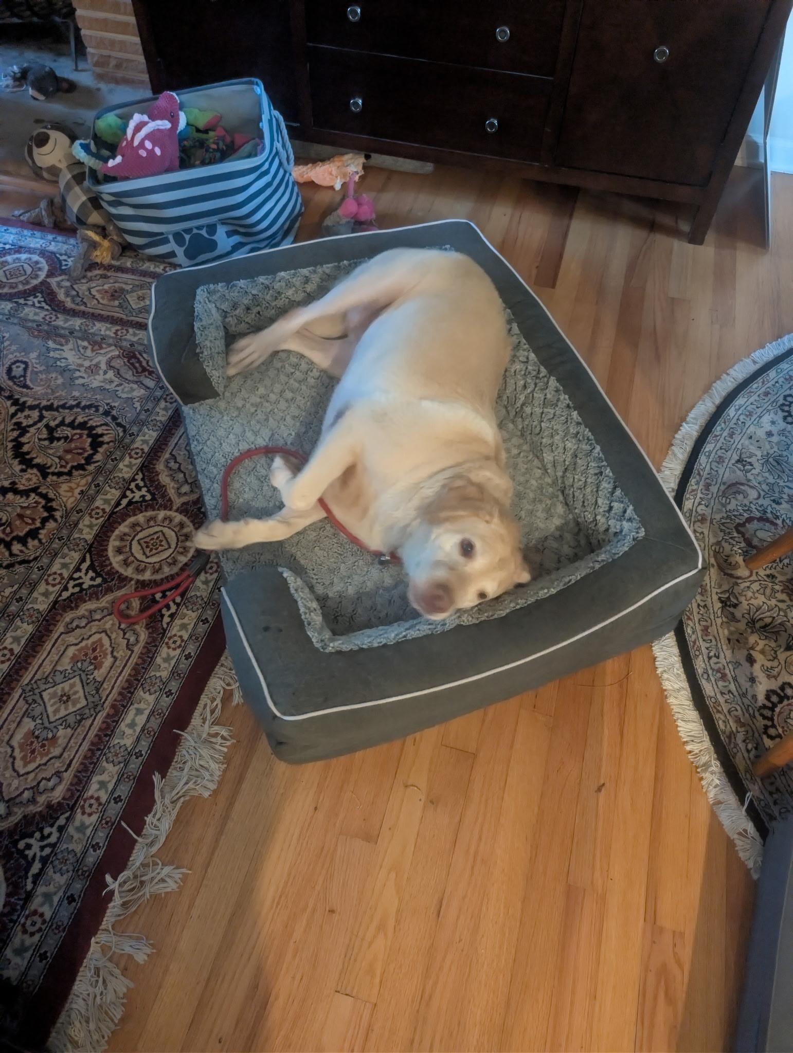 Enlarge Sally, a ADOPTABLE Yellow Labrador Retriever in Grant, AL image 4/5