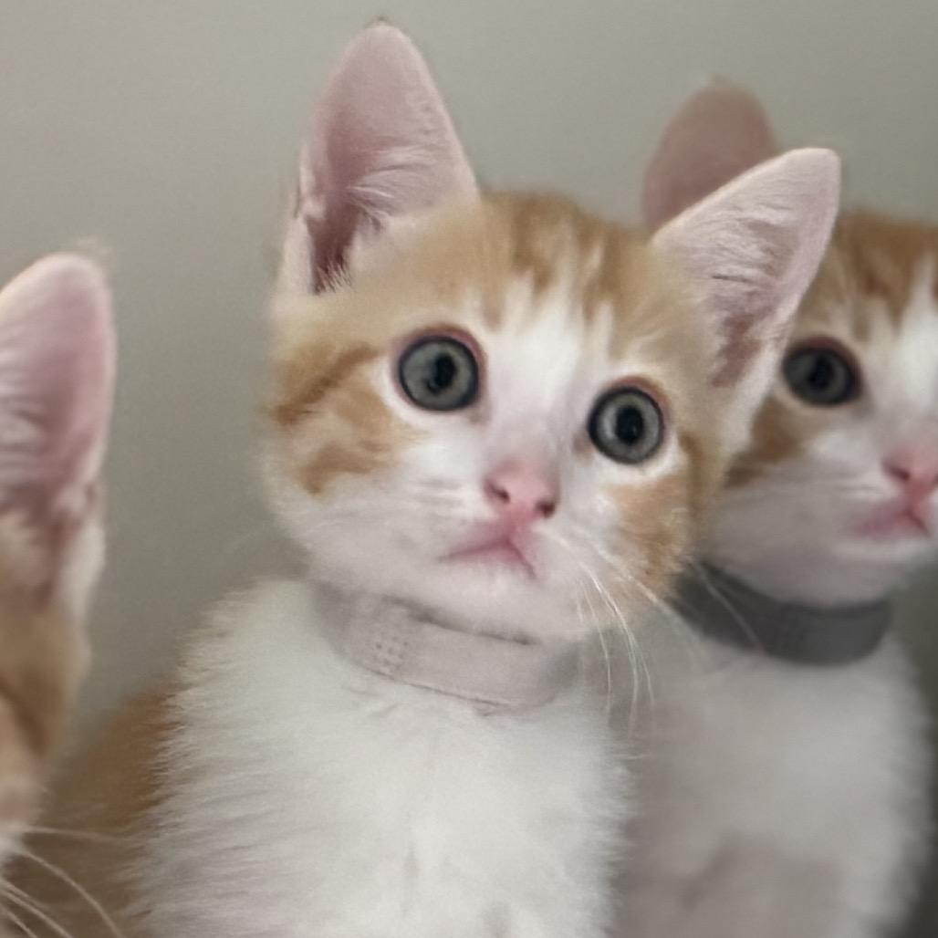 Rainbow, Adoptable, Kitten Female Domestic Short Hair.