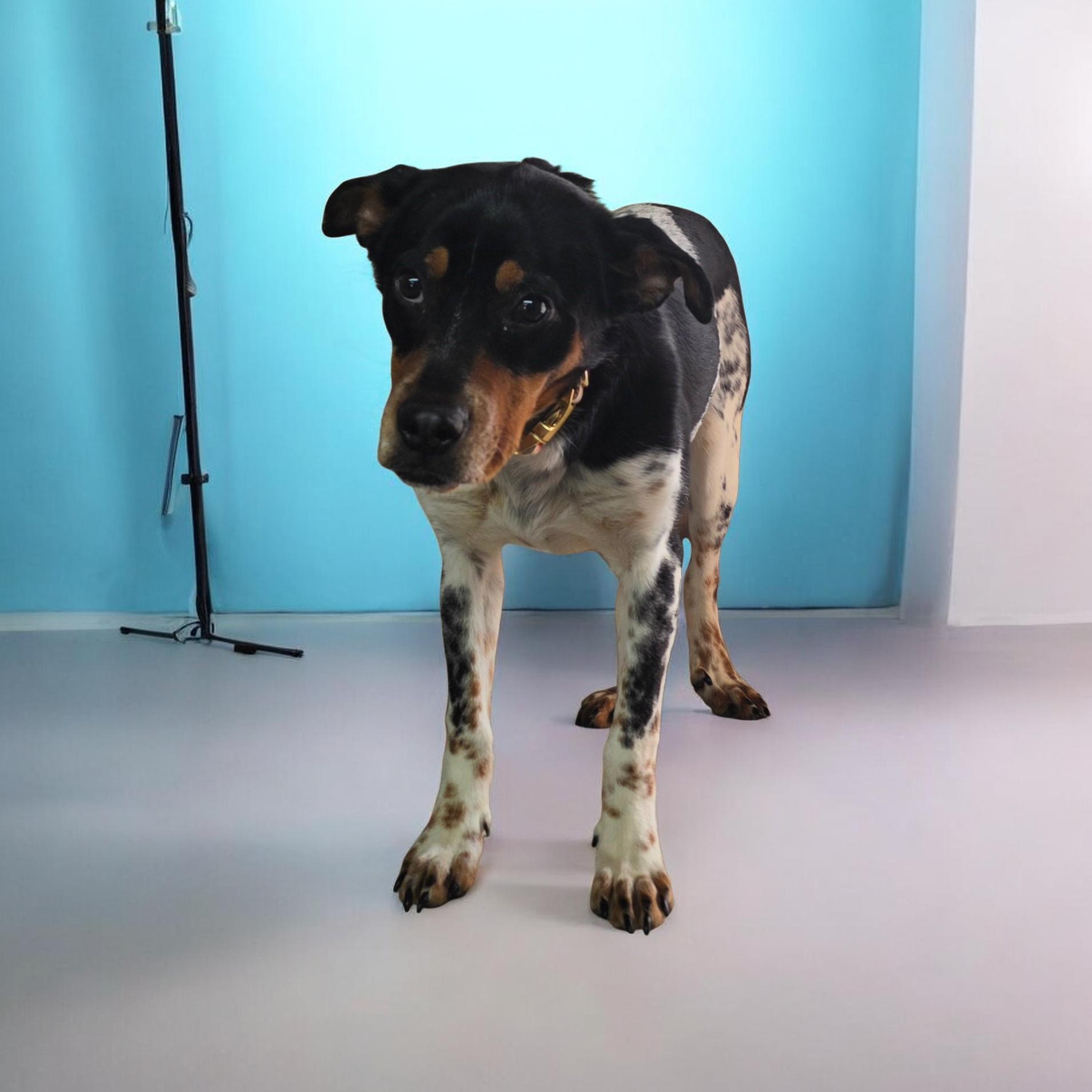 Enlarge Nellie , an adoptable mixed breed in Dallas, GA image 3/4