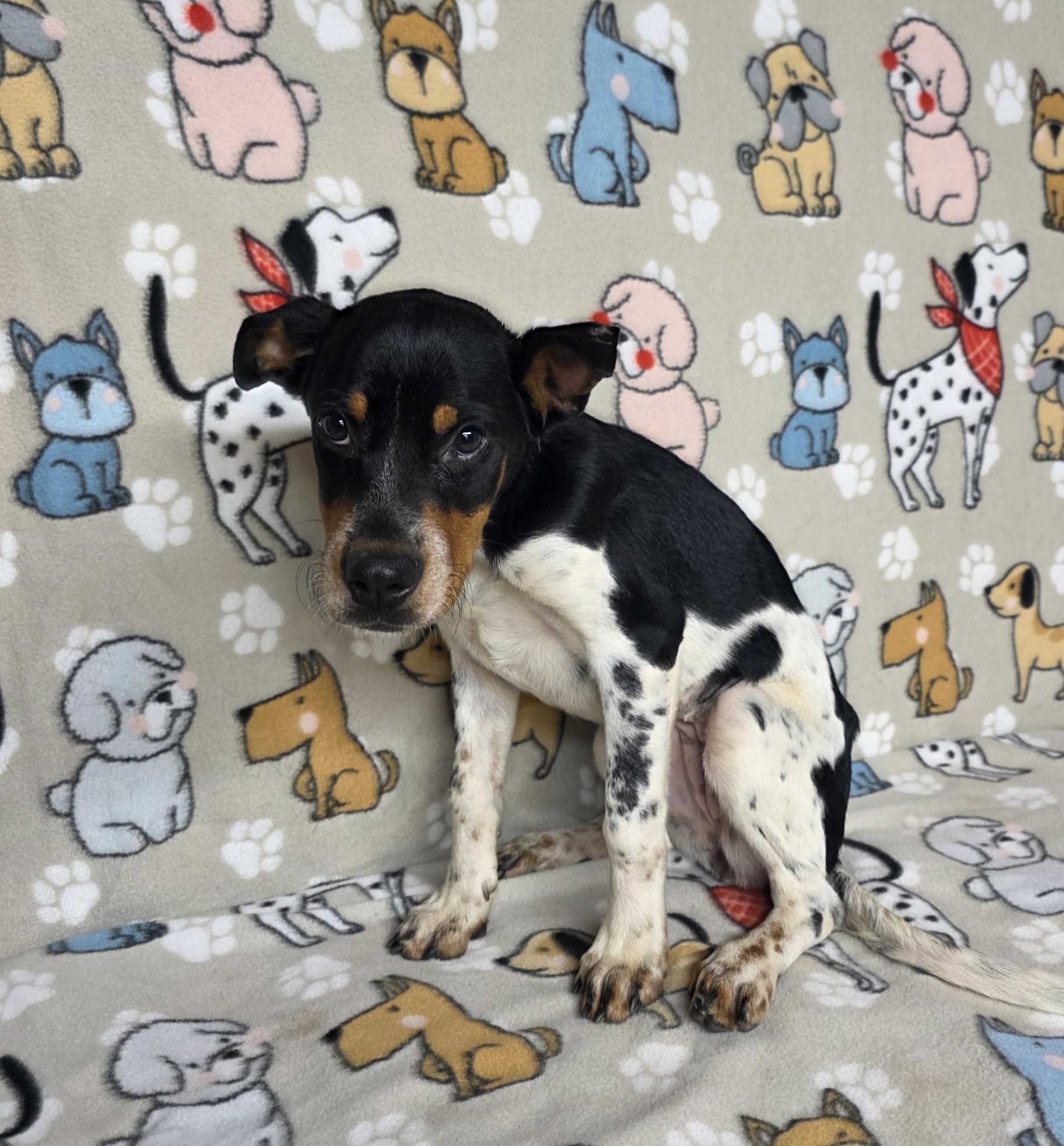 Nellie, a Adoptable mixed breed in Dallas, GA image 4/4