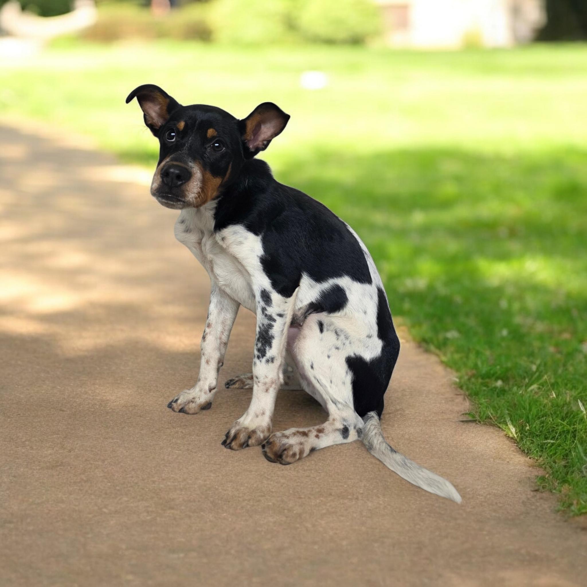 Nellie, a Adoptable mixed breed in Dallas, GA image 1/4