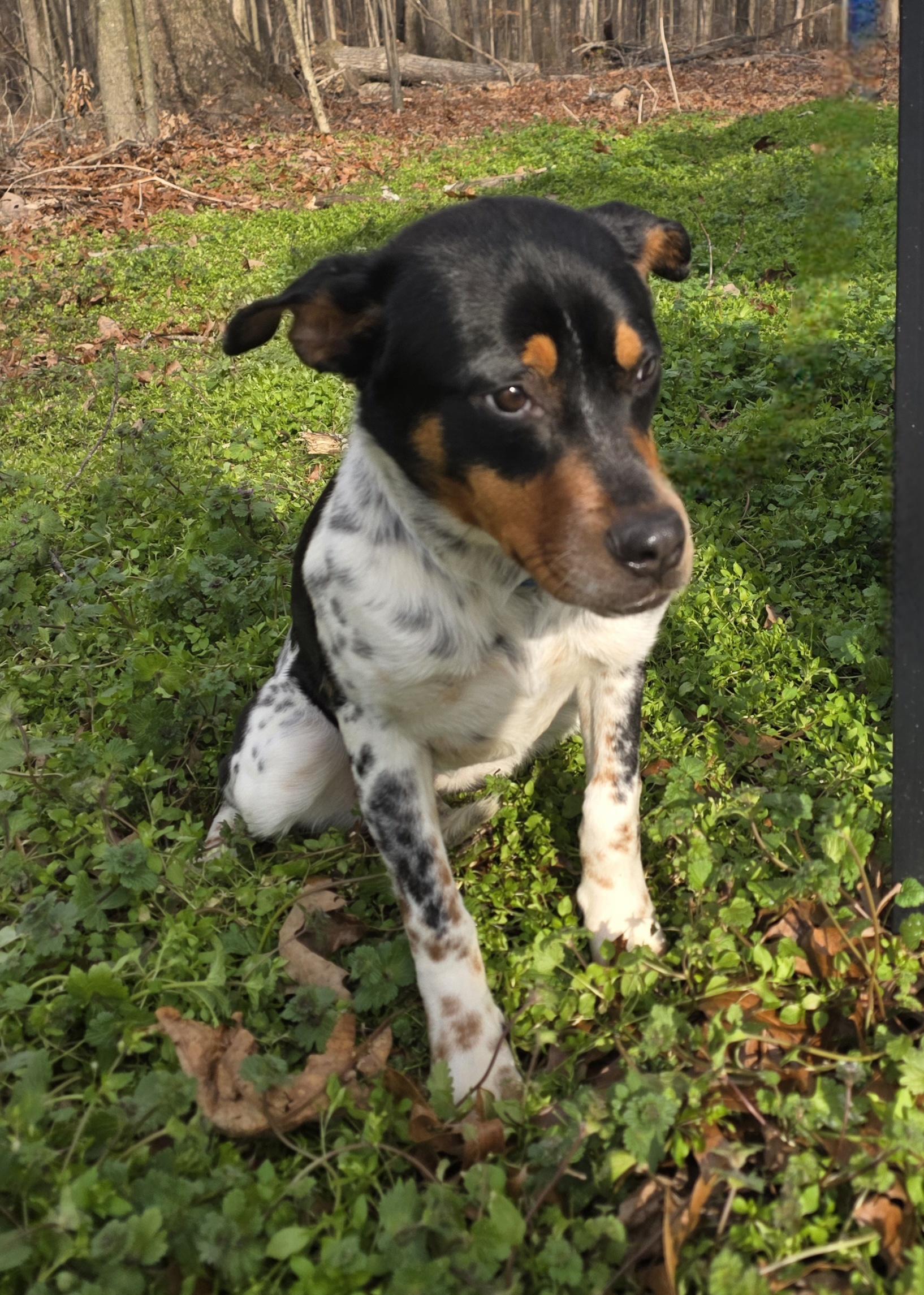 Enlarge Nellie , an adoptable mixed breed in Dallas, GA image 3/4