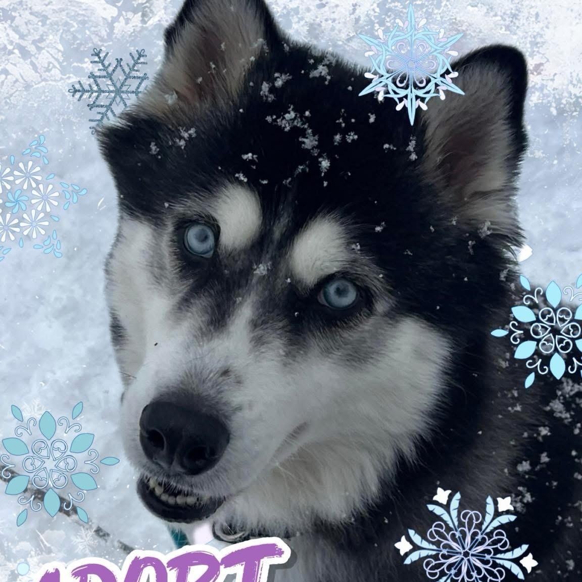 Enlarge Alice , a ADOPTABLE Siberian Husky in Manahawkin, NJ image 1/1