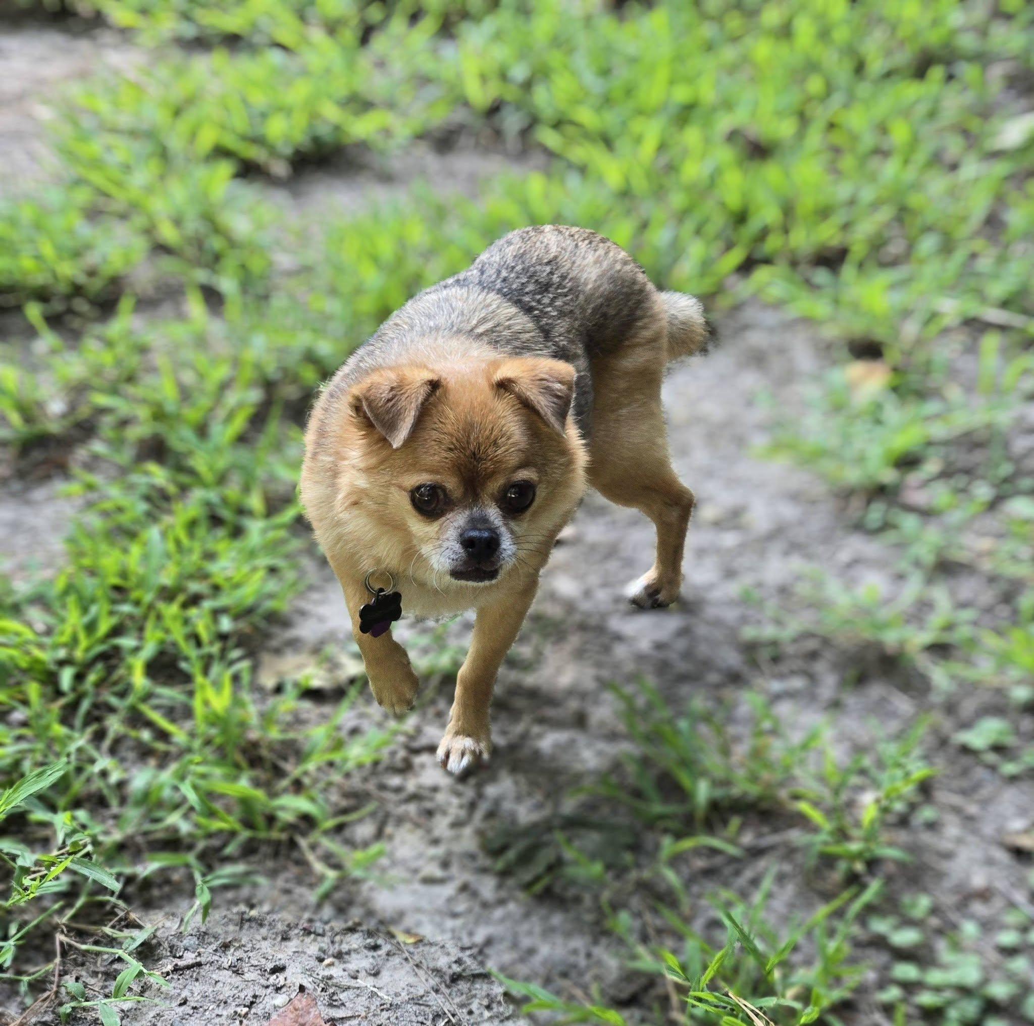 Enlarge Murphy, a ADOPTABLE mixed breed in Williamsburg, VA image 5/6