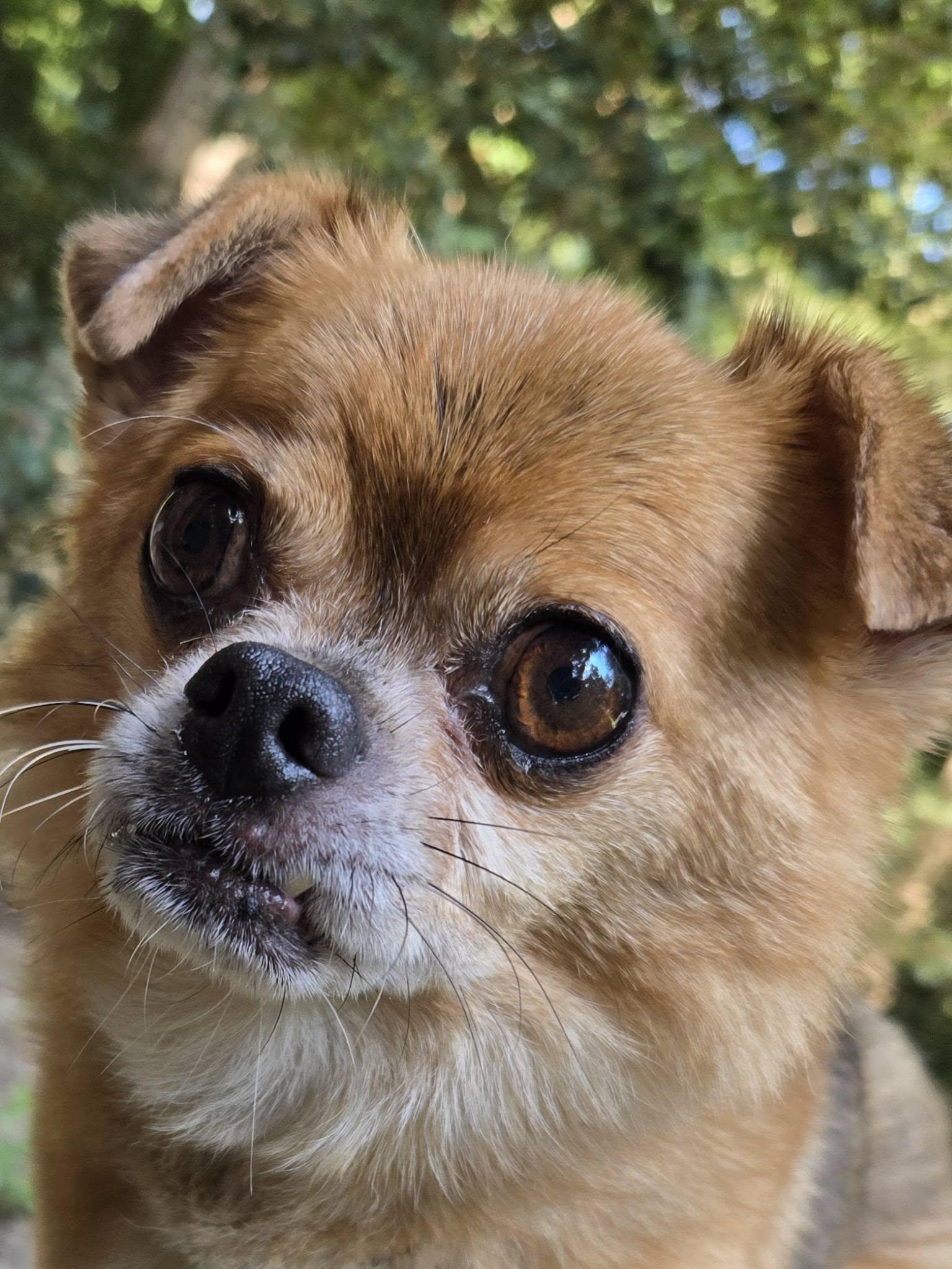 Enlarge Murphy, a ADOPTABLE mixed breed in Williamsburg, VA image 3/6